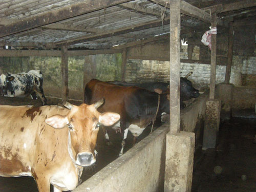 Milk