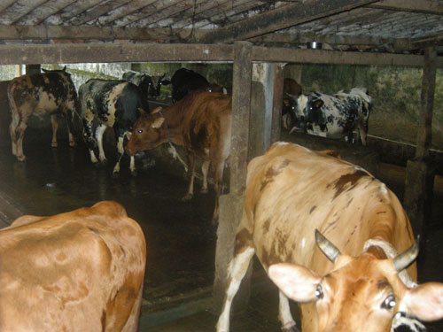 Milk view 2