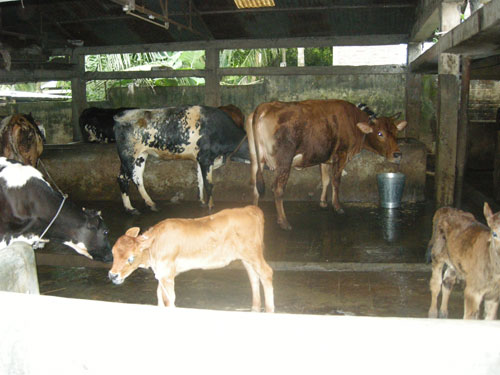 Milk view 3