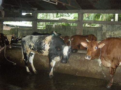 Milk view 4