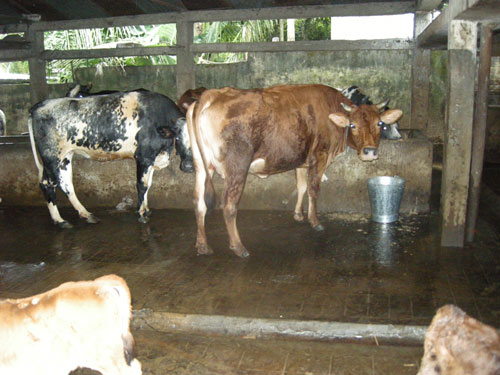 Milk view 5