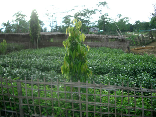 Hand Crafted Tea view 3